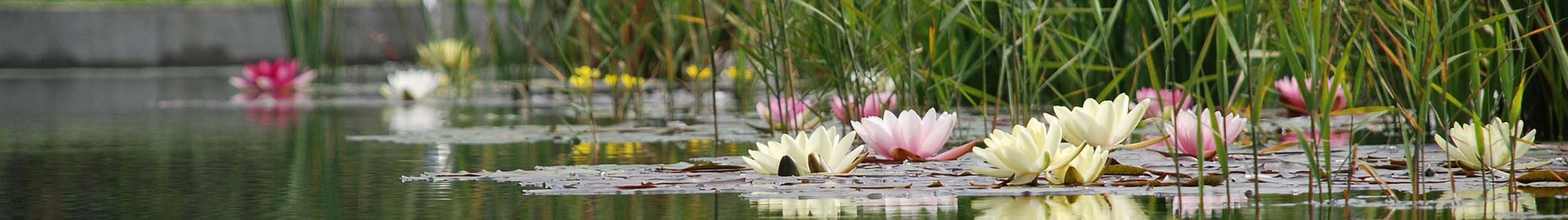 Seerosen schwimmen im Holc Naturpool