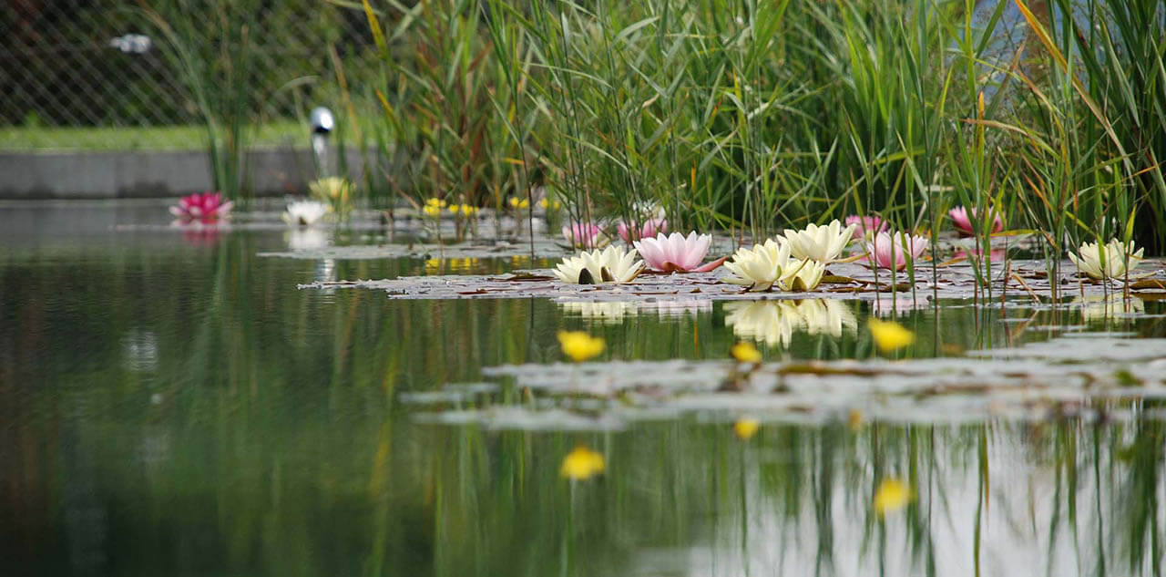You see water lilies in a swimming pond